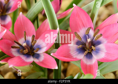 Tulipa 'Little Beauty' AGM Tulip tulip Divers Fleurs formé avec plus que le nombre normal de pétales et les étamines Banque D'Images