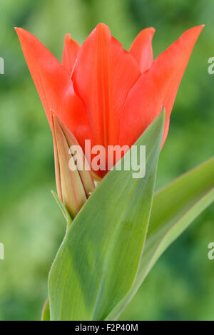 Tulipa praestans 'Van Tubergen's Variety' Divers Avril tulipe tulipes Banque D'Images