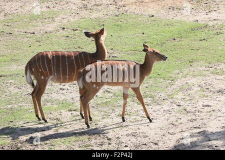 Paire d'Antilopes Nyala sud-africaine des femmes (Tragelaphus angasii, Nyala angasii), également connu sous le nom d'antilope Inyala Banque D'Images