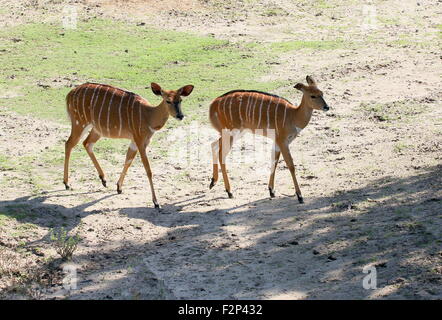 Paire d'Antilopes Nyala sud-africaine des femmes (Tragelaphus angasii, Nyala angasii), également connu sous le nom d'antilope Inyala Banque D'Images