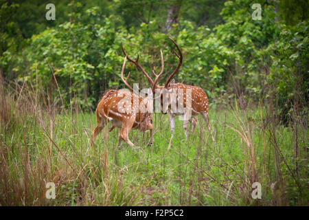 Photo prise en Inde lors de la visite du parc national Corbett Banque D'Images