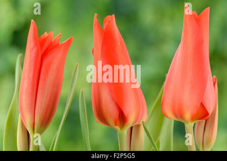 Tulipa praestans 'Van Tubergen's Variety' Divers Avril tulipe tulipes Banque D'Images