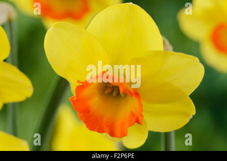 Narcissus 'AGA' Bantam Division de la Jonquille 2 grand-Avril bombée Banque D'Images