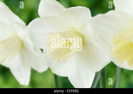 Narcissus 'Misty' Glen Division de la Jonquille AGA 2 grand-Avril bombée Banque D'Images