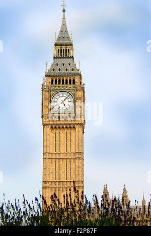 L'horloge de Big Ben à Westminster, Londres, Angleterre avec fleurs violettes au premier plan Banque D'Images