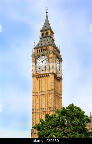 L'horloge de Big Ben à Westminster, Londres, Angleterre avec arbre vert en avant-plan Banque D'Images