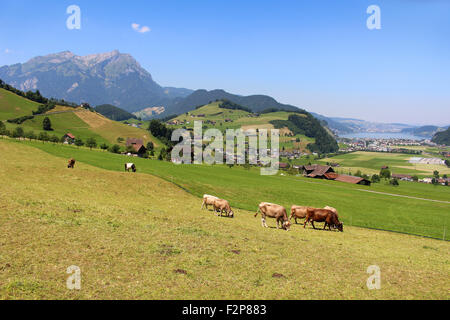 Vaches qui paissent l'herbe dans les collines de montagnes des Alpes en Suisse sur le mont Stastenhorn près de Lucerne Banque D'Images