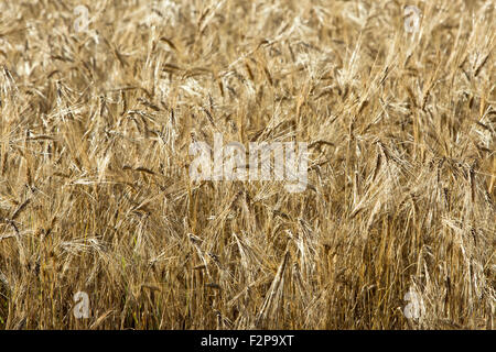 Close-up of mature orge gowing au champ, pré-récolte. Banque D'Images