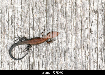 Lézard vivipare Zootoca juvénile, vivipara, au soleil sur le caillebotis en Finlande Banque D'Images