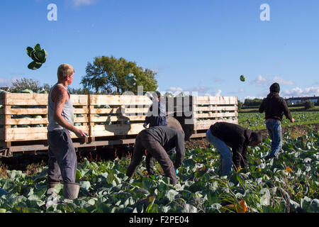 Lancashire, Royaume-Uni. 22 septembre 2015. UK Météo. Les agriculteurs profitent de l'été indien pour cueillir les récoltes. UE travailleurs agricoles immigrants ici récoltant des cultures de choux mûrissant tard dans l'après-midi. Banque D'Images
