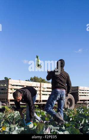 Lancashire, Royaume-Uni. 22 septembre 2015. UK Météo. Les agriculteurs profitent de l'été indien pour cueillir les récoltes. Les travailleurs agricoles immigrants récoltent ici des cultures de choux mûrissant tard dans l'après-midi. Banque D'Images