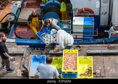 Les pêcheurs à bord du bateau de pêche chalutier captures de déchargement le long quai de la criée market Banque D'Images