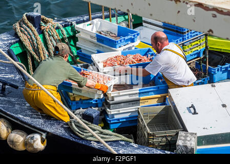 Les pêcheurs à bord du bateau de pêche chalutier captures de déchargement le long quai de la criée marché dans le port du Guilvinec, Bretagne Banque D'Images