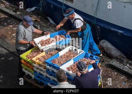 Les pêcheurs de l'avant du bateau de pêche chalutier le déchargement de captures de crevettes fraîches / langoustines sur le quai du marché aux enchères du poisson à port Banque D'Images