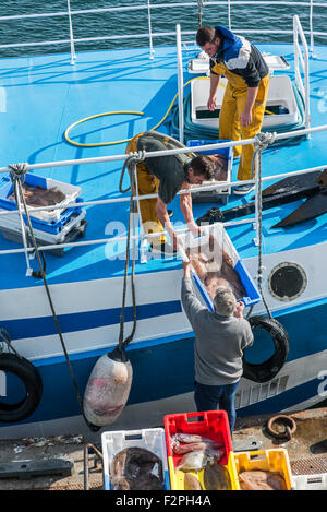 Les pêcheurs à bord du bateau de pêche chalutier captures de déchargement le long quai de la criée market Banque D'Images