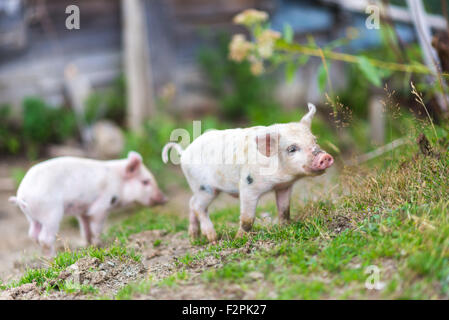 Les porcelets sur l'herbe verte du printemps à la ferme Banque D'Images