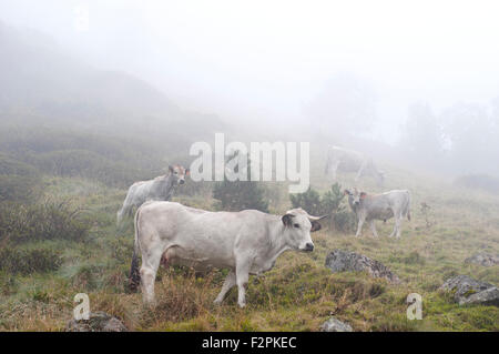 Portrait de vaches gasconnes près de Laparan lake dans un jour brumeux. Pyrénées françaises. L'Ariège. La France. Banque D'Images