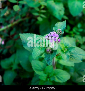 Ageratum houstonianum, dans un lit de jardin en Oklahoma, USA. Banque D'Images