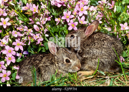 Deux bébés lapins câliner et cacher ensemble à la frontière de l'abronie rose dans le jardin de fleurs, Missouri, États-Unis Banque D'Images