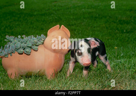 Porcelet tacheté noir et blanc répond à poterie céramique cochon dans l'herbe, Missouri, États-Unis Banque D'Images