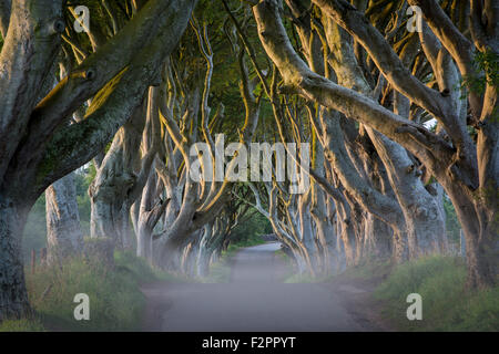 Misty au 18e siècle bordée d'hêtre route connue sous le nom de Dark Hedges près de Stanocum, comté d'Antrim, en Irlande du Nord, Royaume-Uni Banque D'Images