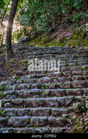 Moss couverts marches de pierre menant à travers bois sur une colline escarpée vers le soleil mourant Banque D'Images