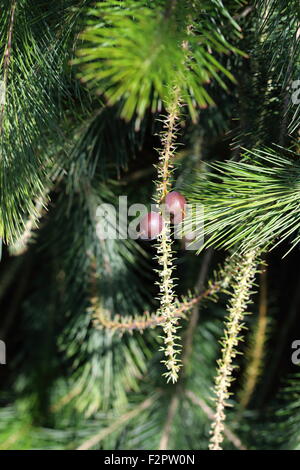 Persoonia pinifolia ou également connu sous le nom de feuilles de pin Geebung Banque D'Images