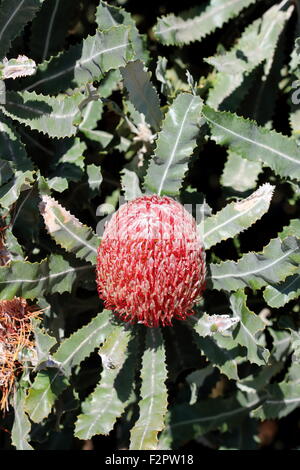 Banksia menziesii ou également connu comme bois de Banksia Banque D'Images