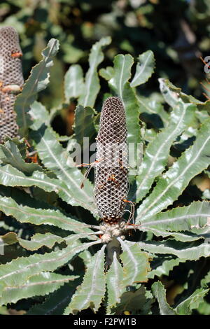 Banksia menziesii ou également connu comme bois de Banksia Banque D'Images