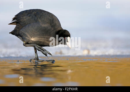 Foulque noire / / Coot Foulque macroule (Fulica atra ) est en parfaite de la lumière sur la lisière de glace contrôle attentivement la température de l'eau. Banque D'Images