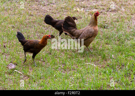 La population de poulets (Gallus gallus domesticus) à Makena Landing Park, Maui, Hawaï en Juillet Banque D'Images