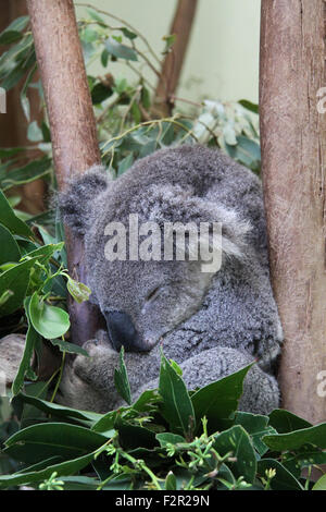Koala dormir dans un arbre, près de Sydney, Australie Banque D'Images