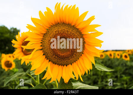 Sunflower Close Up Banque D'Images