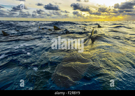 Le requin citron (Negaprion brevirostris), plusieurs requins, au coucher du soleil, près de plage du Tigre, de l'Atlantique, Bahamas Banque D'Images