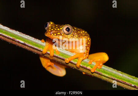 Whitebelly Alboguttatus Heterixalus reed (grenouille), la forêt tropicale du Parc National de Ranomafana, Southern Highlands, Madagascar Banque D'Images