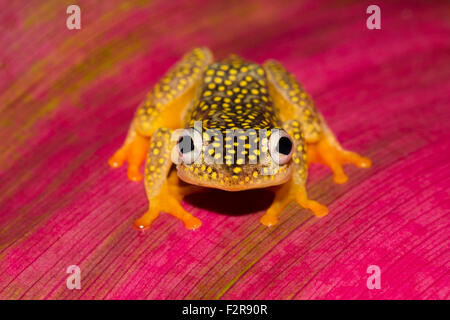 Whitebelly Alboguttatus Heterixalus reed (grenouille), la forêt tropicale du Parc National de Ranomafana, Southern Highlands, Madagascar Banque D'Images