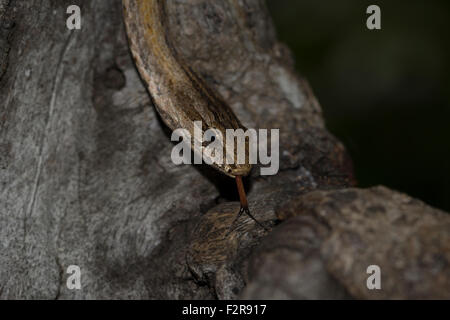 Aux grands yeux commune Mimophis mahfalensis (serpent), Parc National d'Isalo, Madagascar Banque D'Images