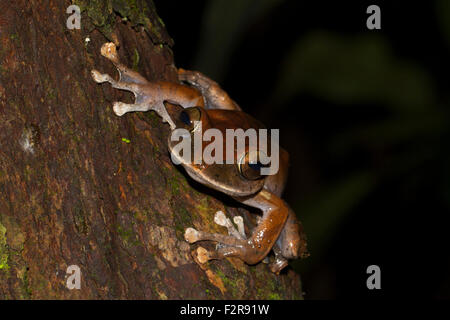 Madagascar grenouille aux yeux brillants (Boophis madagascariensis), le Parc National de Marojejy, au nord-est de Madagascar, Madagascar Banque D'Images