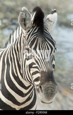 Zèbre des plaines (Equus burchelli), portrait, Etosha National Park, Namibie Banque D'Images