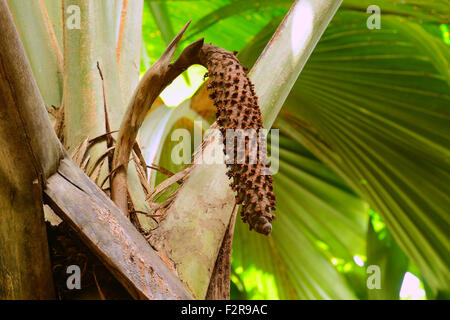 Coco de Mer (Lodoicea maldivica) gousse, Parc National de la Vallée de Mai, Praslin Island, Seychelles Banque D'Images