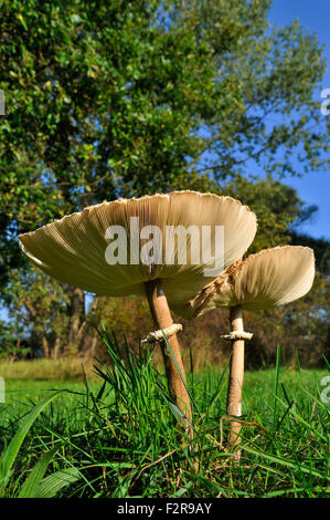 Coulemelle (Macrolepiota procera), entièrement cultivé à l'aide orientée vers le haut, l'île d'Usedom, Mecklembourg-Poméranie-Occidentale Banque D'Images