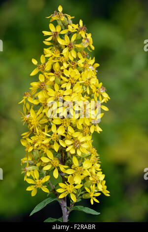 - Solidago virgaurea Verge d Banque D'Images