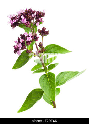 La marjolaine sauvage origan (Origanum),isolé sur blanc. Retouchées, Studio shot Banque D'Images