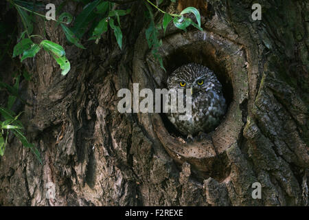 Petit hibou / Chouette Minervas / Steinkauz Athene noctua ( ) se trouve dans, à la recherche de son arbre naturel creux. Banque D'Images