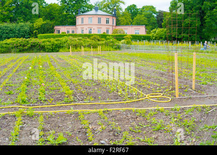 Rosendals Trädgård Rosendal, jardins, jardin bio, île de Djurgården, Stockholm, Suède Banque D'Images