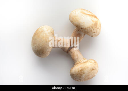 Trois champignons blancs sur fond blanc tourné en studio Banque D'Images