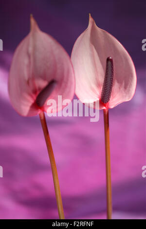 L'anthurium rose, en forme de coeur, fleurs, représentent l'hospitalité Jane Ann Butler Photography JABP1400 Banque D'Images