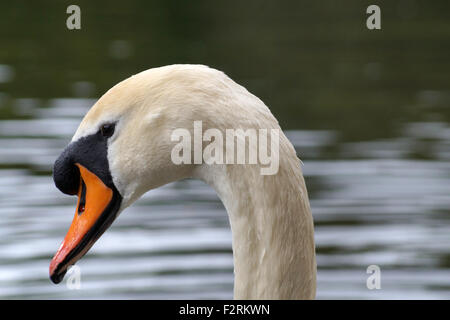 Cygne muet dans un étang, Side Voir le profil avec une belle facture orange semble être à la recherche à l'appareil photo Banque D'Images