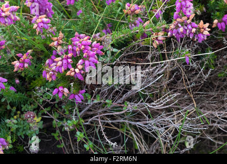 Bruyère (Erica cinerea) floraison en août près d'Allihies, Beara, comté de Cork, Irlande Banque D'Images