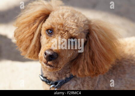 Close up of Red caniche Toy regardant la caméra avec des yeux de chiot Banque D'Images